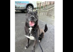 基隆市寵物銀行,編號:379923, 混種犬          