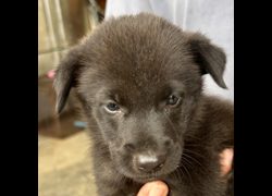 澎湖縣流浪動物收容中心,編號:418917, 混種犬          