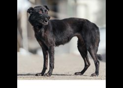 新北市中和區公立動物之家,編號:35654, 混種犬          