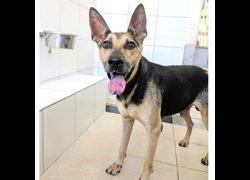 新竹縣動物保護教育園區,編號:419768, 混種犬          