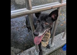臺南市動物之家善化站,編號:421953, 混種犬          