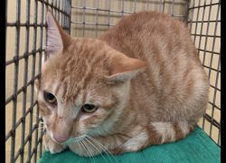 臺北市動物之家,編號:422993, 混種貓                 