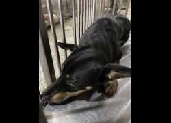 臺南市動物之家善化站,編號:423071, 混種犬          