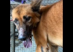 臺南市動物之家善化站,編號:424110, 混種犬          