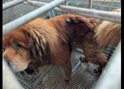 高雄市燕巢動物保護關愛園區,編號:424221, 西藏獒犬