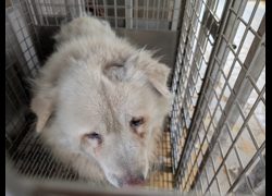 高雄市燕巢動物保護關愛園區,編號:424223, 獒犬        
