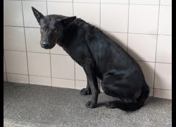 高雄市燕巢動物保護關愛園區,編號:424224, 混種犬          