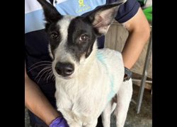 臺南市動物之家善化站,編號:425562, 混種犬          