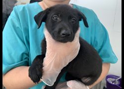 臺北市動物之家,編號:425610, 混種犬          