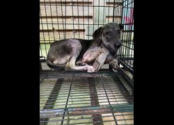 彰化縣流浪狗中途之家臨時收容所,編號:427013, 混種犬          