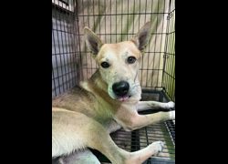 彰化縣流浪狗中途之家臨時收容所,編號:427029, 混種犬          