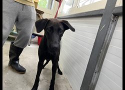 臺北市動物之家,編號:427363, 混種犬          