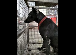 臺南市動物之家善化站,編號:428981, 混種犬          