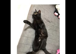 臺南市動物之家灣裡站,編號:396758, 混種貓                 