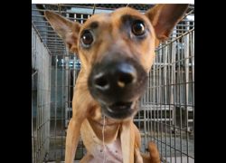臺南市動物之家灣裡站,編號:429267, 混種犬          