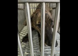 臺南市動物之家善化站,編號:430841, 混種犬          