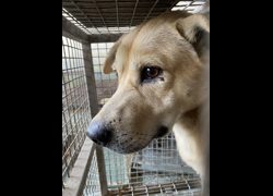 臺南市動物之家善化站,編號:432385, 混種犬          