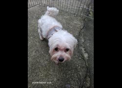 新北市八里區公立動物之家,編號:433733, 瑪爾濟斯犬           