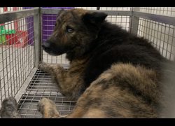 臺北市動物之家,編號:433789, 混種犬          