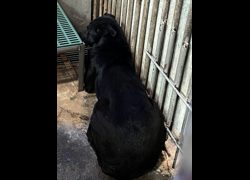 彰化縣流浪狗中途之家臨時收容所,編號:433806, 混種犬          