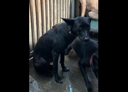 彰化縣流浪狗中途之家臨時收容所,編號:433820, 混種犬          