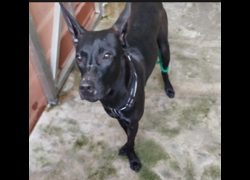 新北市五股區公立動物之家,編號:433839, 混種犬          
