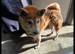 臺北市動物之家,編號:433935, 柴犬                  