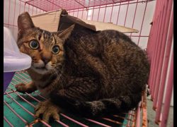 臺北市動物之家,編號:433936, 混種貓                 