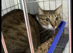 新北市板橋區公立動物之家,編號:434004, 混種貓                 