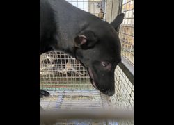 臺南市動物之家善化站,編號:434482, 混種犬          