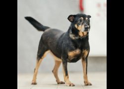 新北市瑞芳區公立動物之家,編號:433390, 混種犬          
