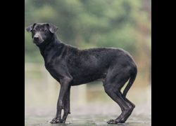 新北市瑞芳區公立動物之家,編號:329743, 混種犬          