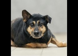新北市瑞芳區公立動物之家,編號:433389, 混種犬          