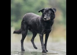 新北市瑞芳區公立動物之家,編號:35966, 混種犬          