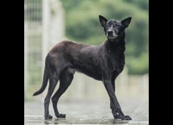 新北市瑞芳區公立動物之家,編號:35975, 混種犬          