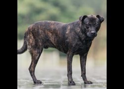 新北市瑞芳區公立動物之家,編號:426071, 混種犬          
