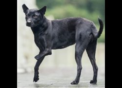 新北市瑞芳區公立動物之家,編號:434738, 混種犬          