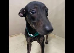 嘉義市動物保護教育園區,編號:434780, 混種犬          