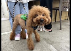 臺北市動物之家,編號:434809, 貴賓犬        