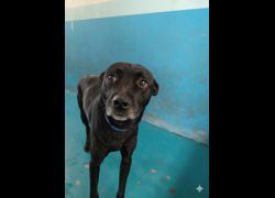 苗栗縣動物保護教育園區,編號:435309, 混種犬          