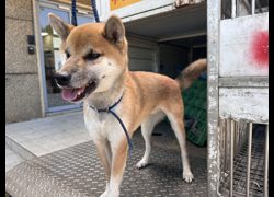 桃園市動物保護教育園區,編號:436302, 柴犬                  