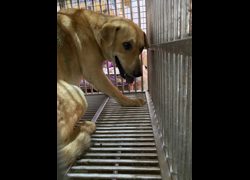 臺南市動物之家善化站,編號:437054, 混種犬          