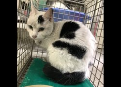 臺北市動物之家,編號:437199, 混種貓                 