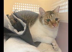臺北市動物之家,編號:437200, 混種貓                 