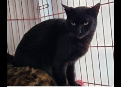 臺北市動物之家,編號:437386, 混種貓                 