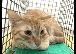 臺北市動物之家,編號:437654, 混種貓                 