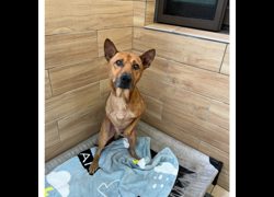 新北市瑞芳區公立動物之家,編號:438101, 混種犬          