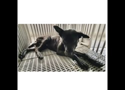 花蓮縣狗貓躍動園區,編號:438416, 混種犬          