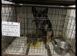 雲林縣流浪動物收容所,編號:438462, 混種犬          
