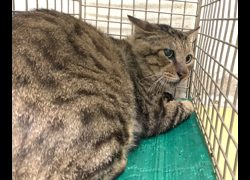 臺北市動物之家,編號:439131, 混種貓                 
